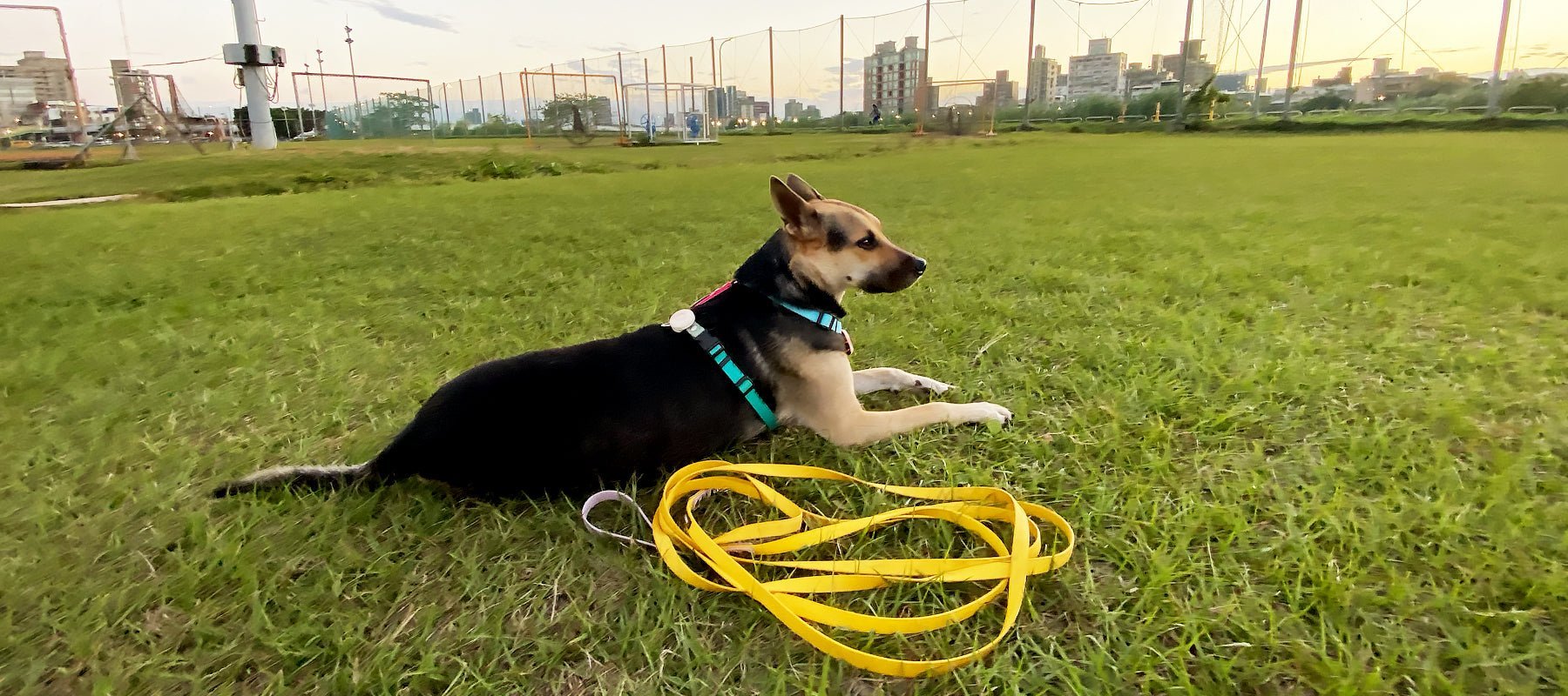 牽繩多長才適合你家的狗狗？牽繩長度怎麼挑？ - NAAY 納以精品防水胸背