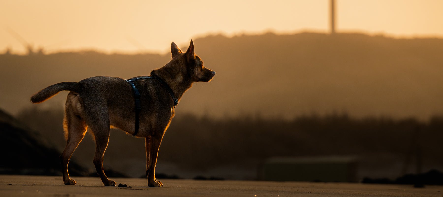 胸背帶款式比較：從穿戴速度到舒適度，一篇搞懂 - NAAY 納以精品防水胸背