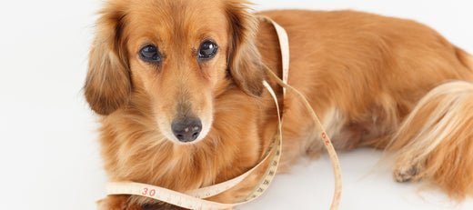 選購胸背帶時，如何正確測量狗狗的脖圍及胸圍？ - NAAY 納以精品防水胸背