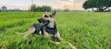 狗狗胸背帶怎麼挑？五大重點一次告訴你！ - NAAY 納以精品防水胸背