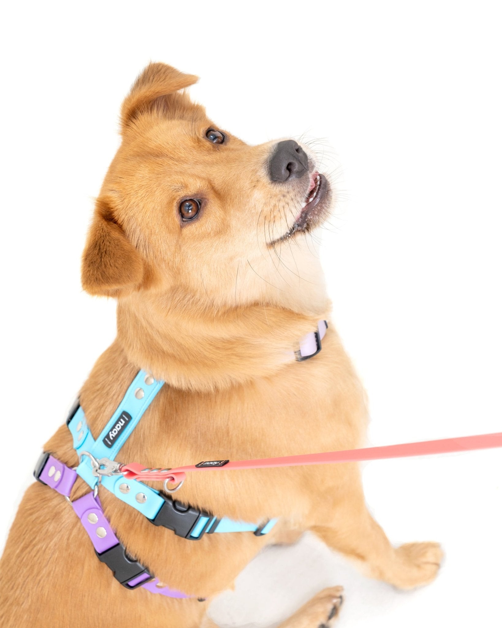 13mm 多功能牽繩 - 多功能 - 客製化 - 牽繩 - NAAY 納以精品防水胸背