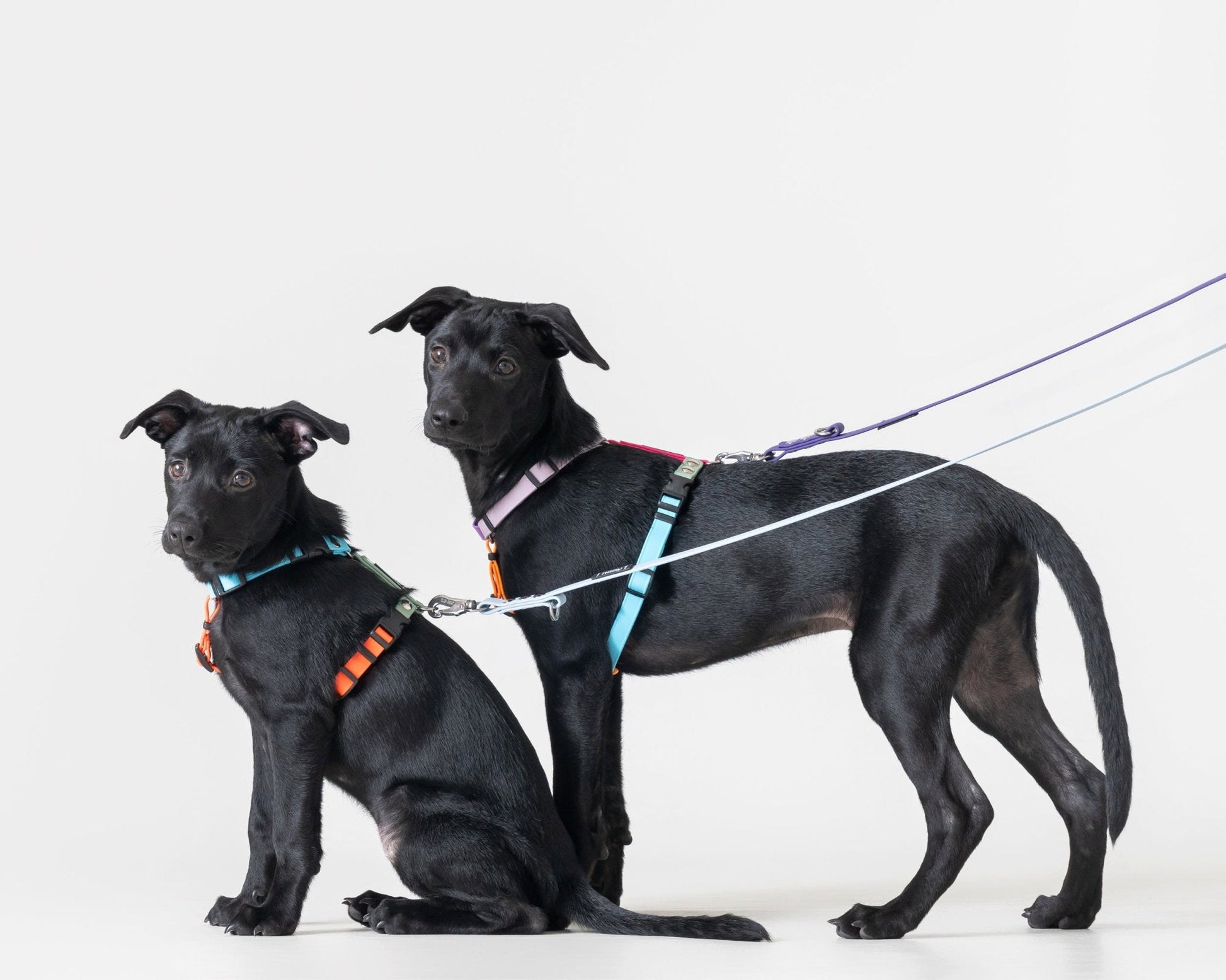 16mm 多功能牽繩 - 多功能 - 客製化 - 牽繩 - NAAY 納以精品防水胸背