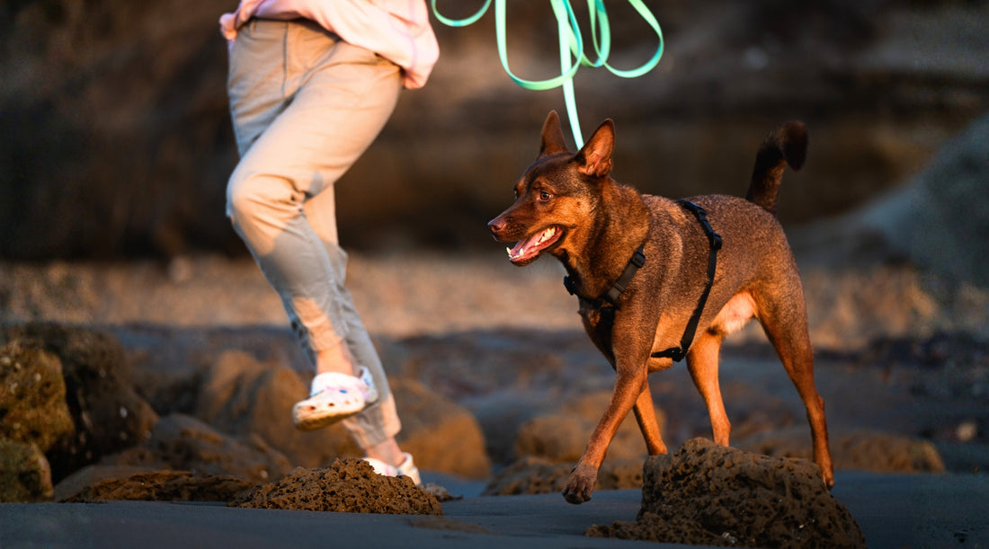 slider image 1621243260e1af0c20-2