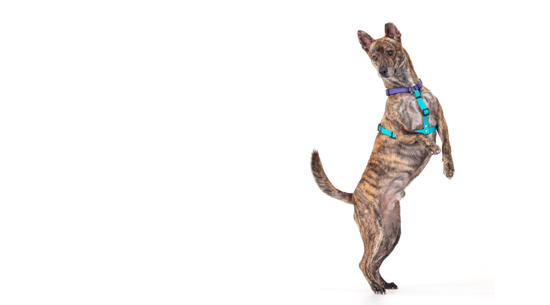 slider image slider_item_z7Q6YB