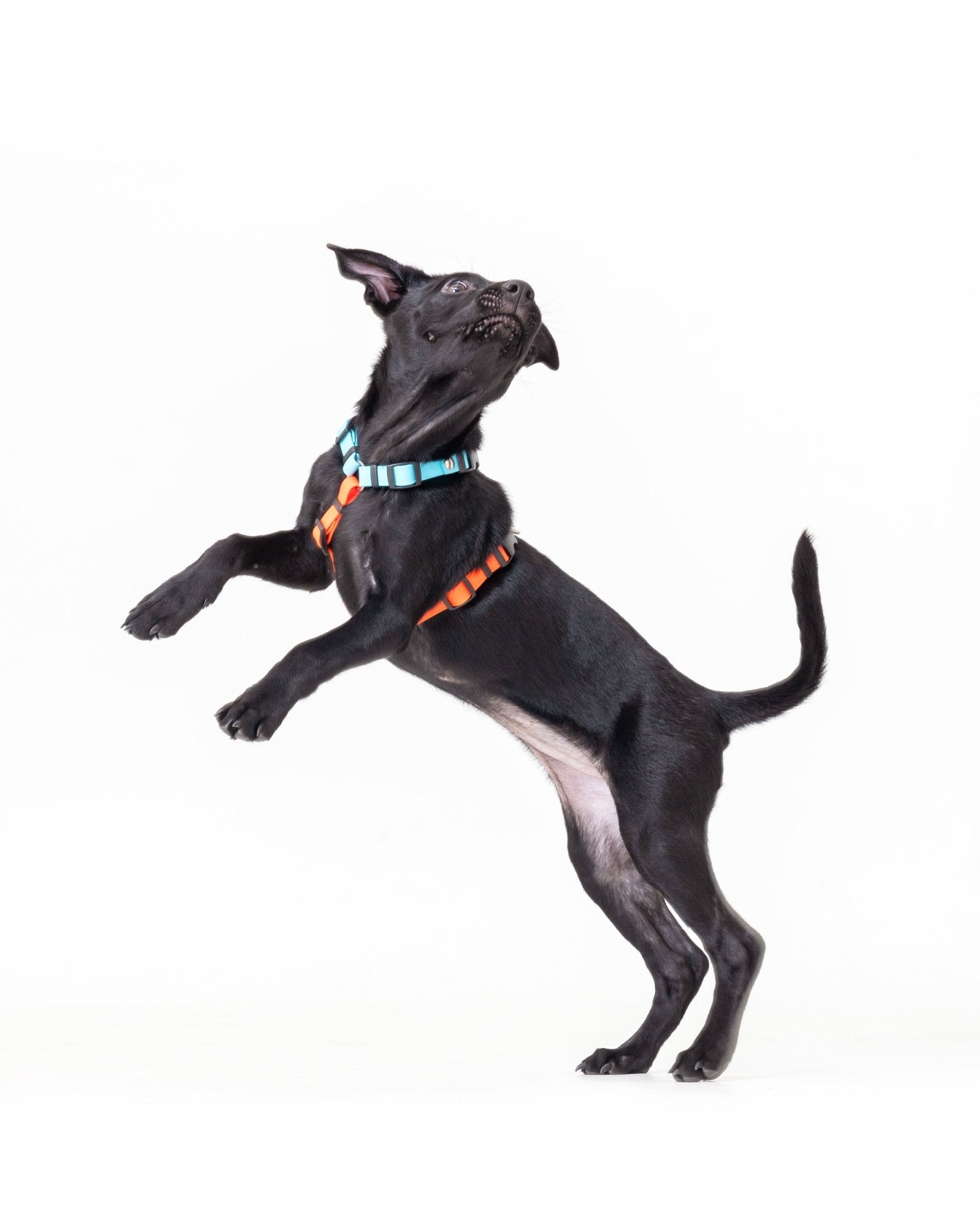 H型胸背帶 - 免套頭 - tag__new_新上市 - 客製化 - 胸背帶 - NAAY 納以精品防水胸背