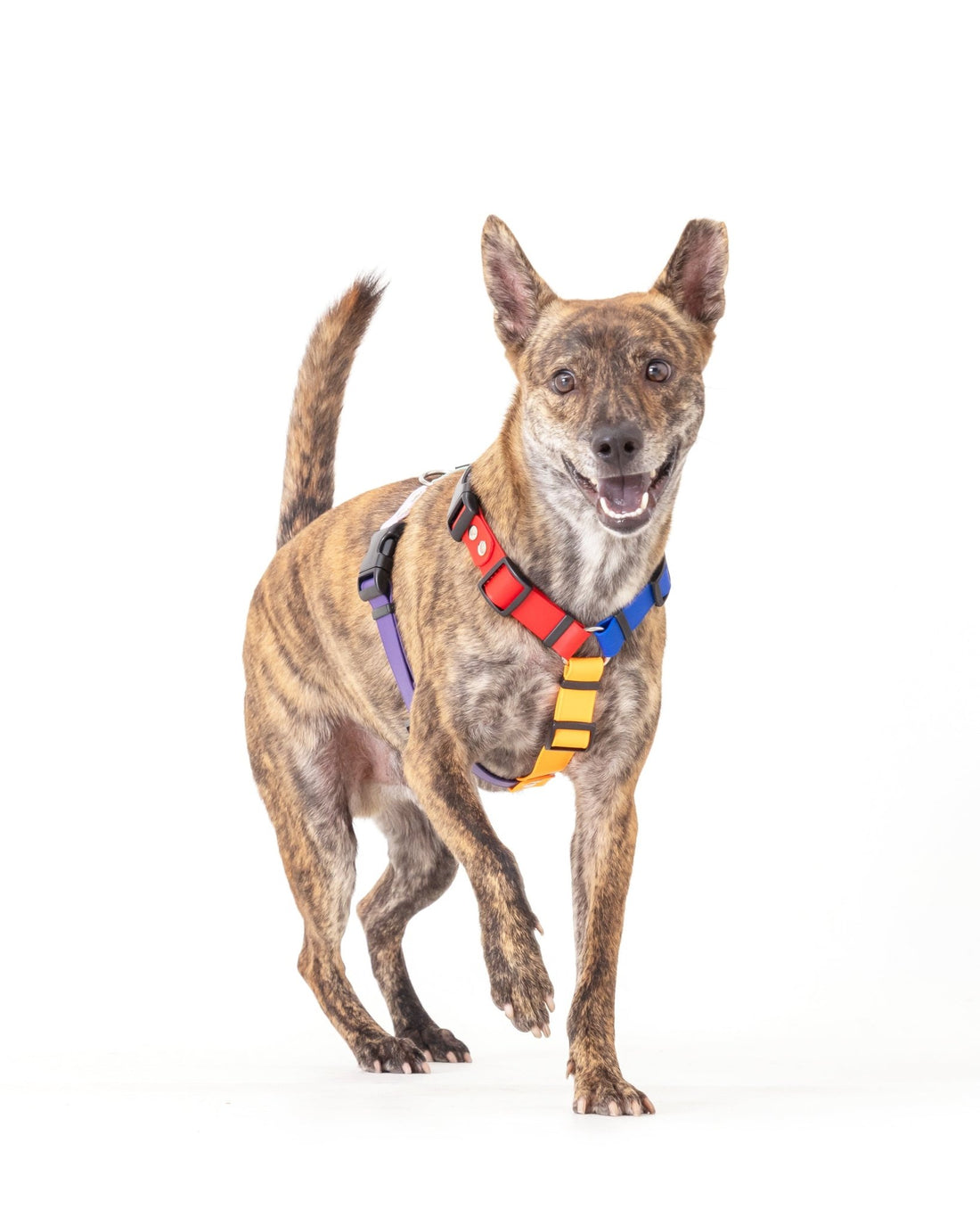 H型胸背帶 - 免套頭 - tag__new_新上市 - 客製化 - 胸背帶 - NAAY 納以精品防水胸背