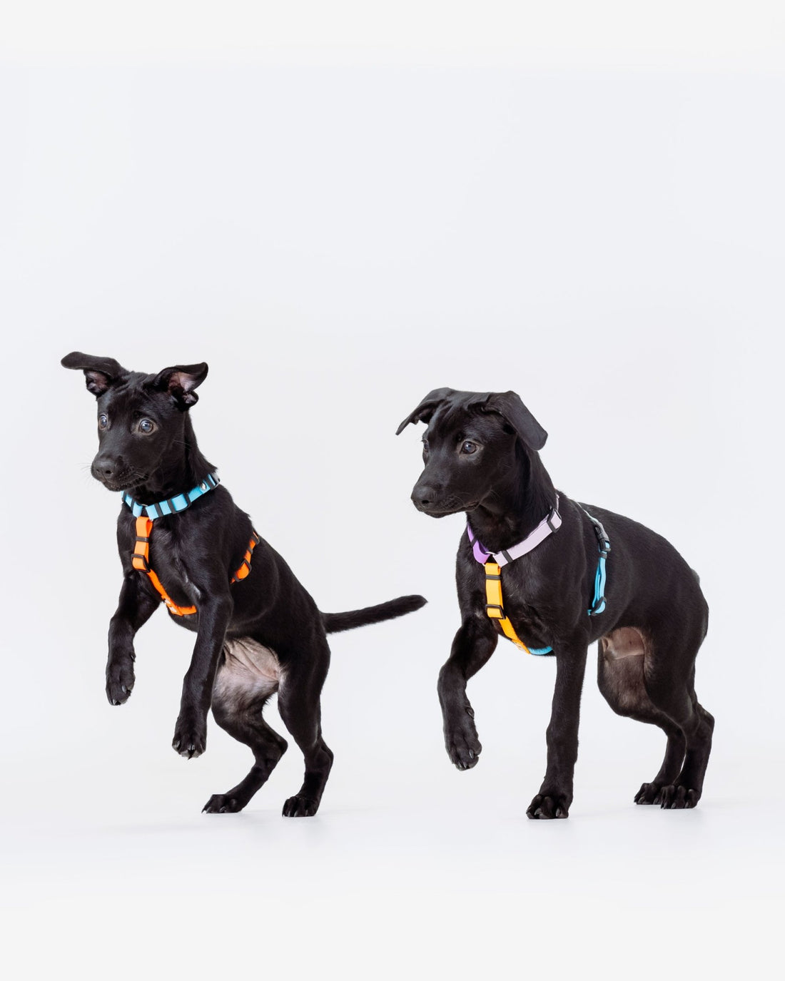 現貨 - H型胸背帶 - tag__hot_急速現貨 - 現貨 - 胸背帶 - NAAY 納以精品防水胸背