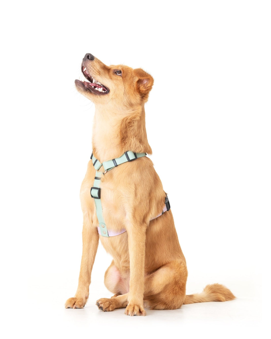 H型胸背帶 - 加長背長 - 客製化 - 胸背帶 - NAAY 納以精品防水胸背