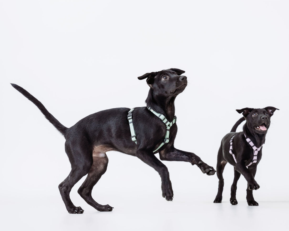 H型胸背帶 - 客製化 - 胸背帶 - NAAY 納以精品防水胸背