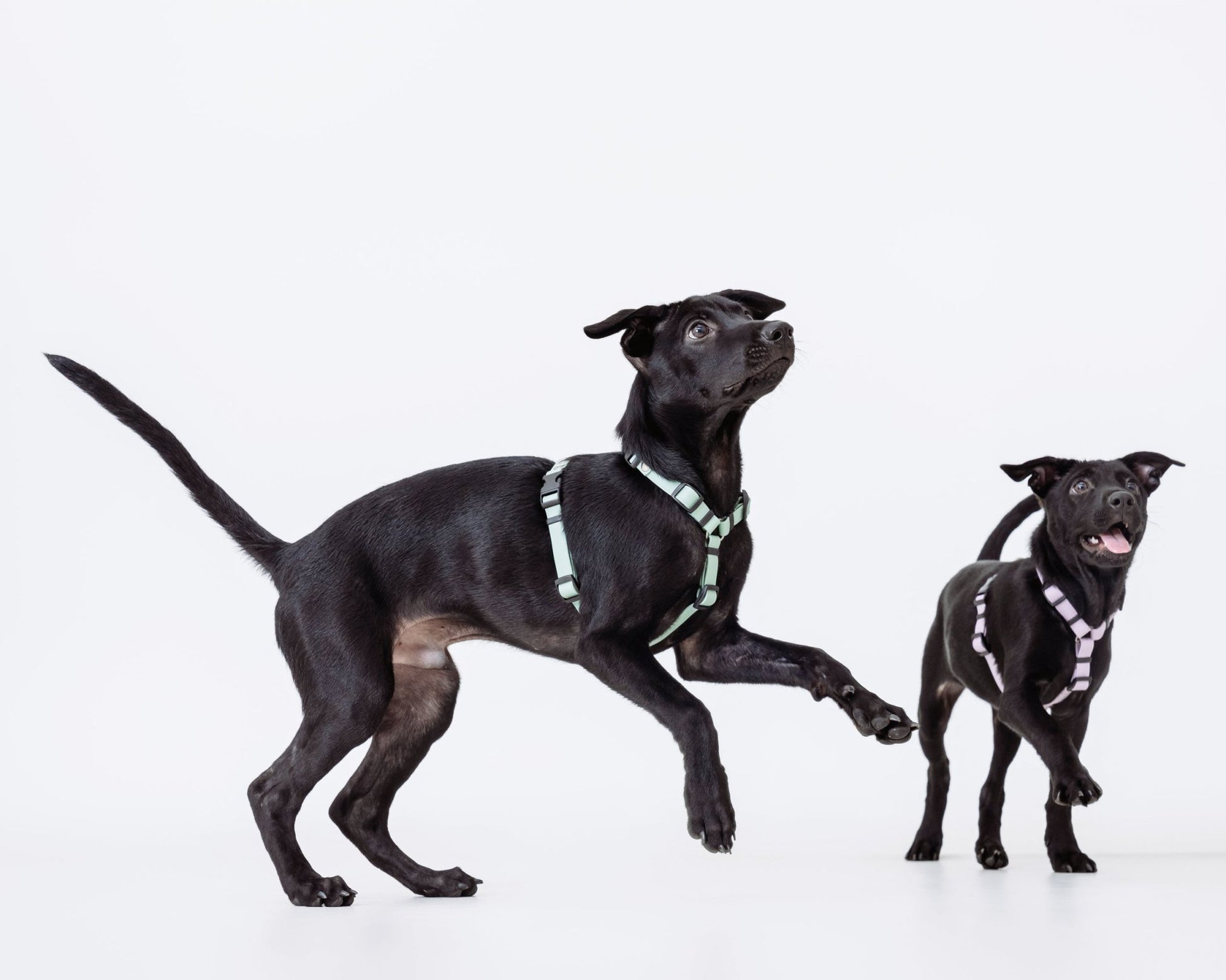 H型胸背帶 - 客製化 - 胸背帶 - NAAY 納以精品防水胸背