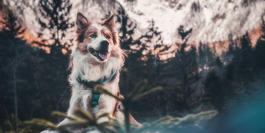 slider image 1621243260e1af0c20-1